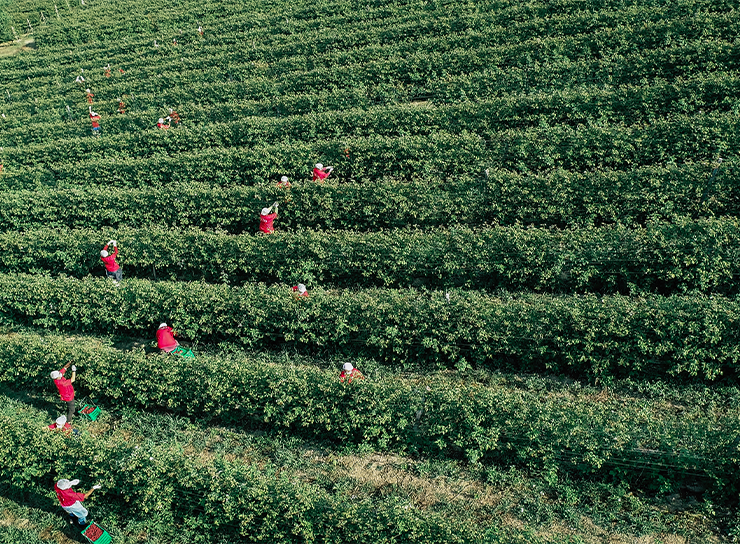 Organska proizvodnja